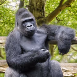 Gorilla