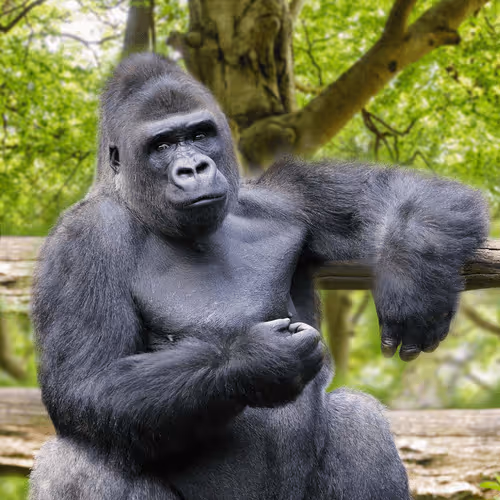 Gorilla