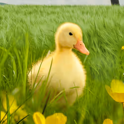 Duckling