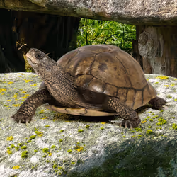Turtle