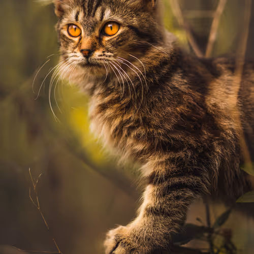 Where the Wild Cats Are