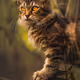 Where the Wild Cats Are