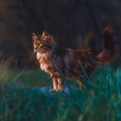 Where The Wild Cats Are