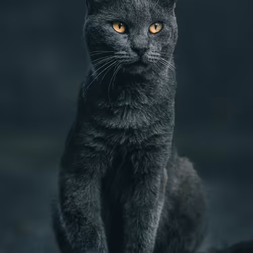 Wild Eyes in the Light