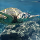 Maui Strong Honu #1