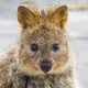 Kindly Quokka