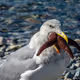 Seagull Feast