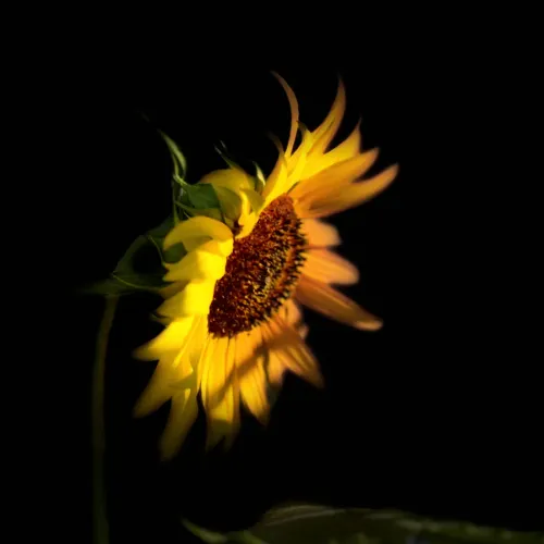 Sunflowers Over Suicide
