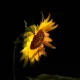 Sunflowers Over Suicide