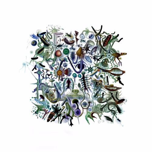 Item #2449548247 Media