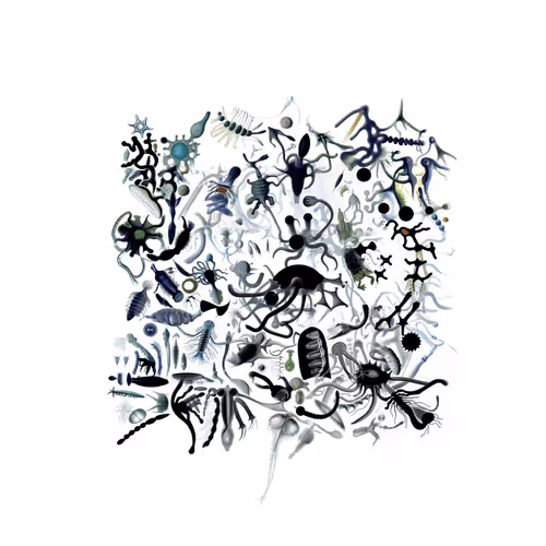 Item #2333561209 Media