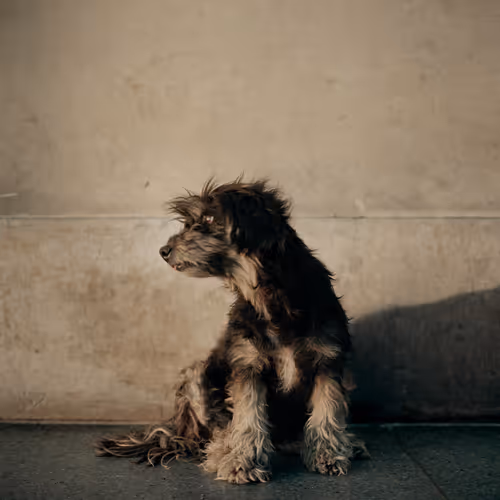 Dog Days Bogota By Alec Soth