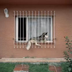 Dog Days, Bogotá #36