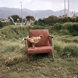 Dog Days, Bogotá #26