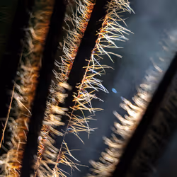 ELEMENTS © > S E N S O R Y