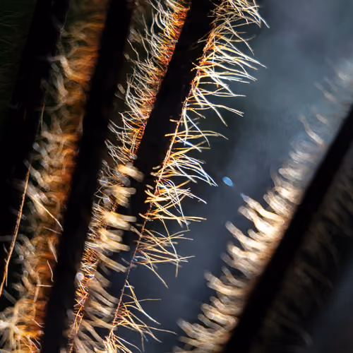 ELEMENTS © > S E N S O R Y