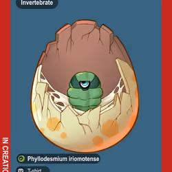 Phyllodesmium Iriomotense #01054