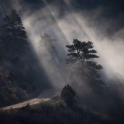 Donna Martinez Imaging Nft