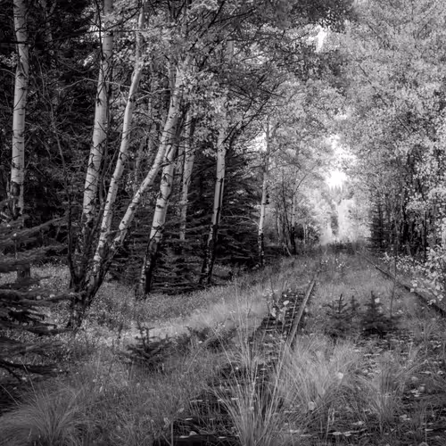 Donna Martinez Imaging Nft