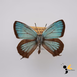 BugChain#000_0031 Sibataniozephyrus fujisanus