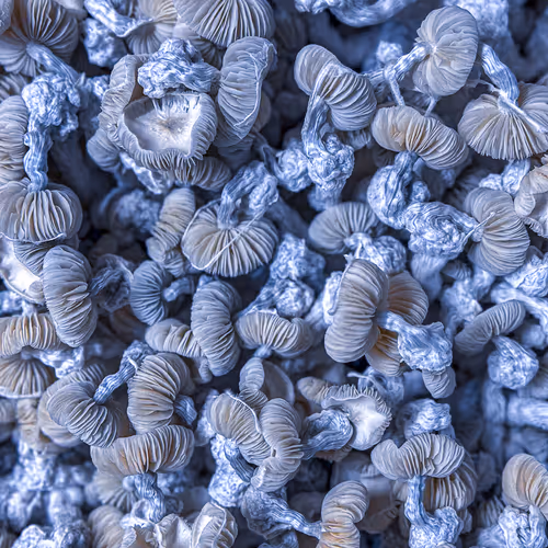 blue mist
