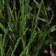 Poa Pratensis