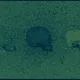 Algae
