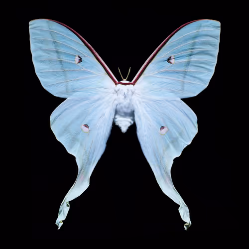 Butterfly By Heiko Hellwig