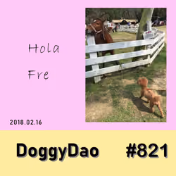 Doggy Dao #821