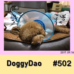 Doggy Dao #502