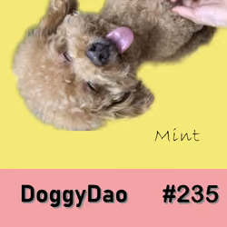 Doggy Dao #235