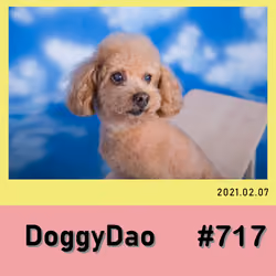 Doggy Dao #717