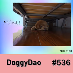 Doggy Dao #536
