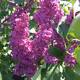 Lilac Bush