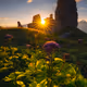 Wildflower Delight