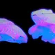 _weird fishes_
