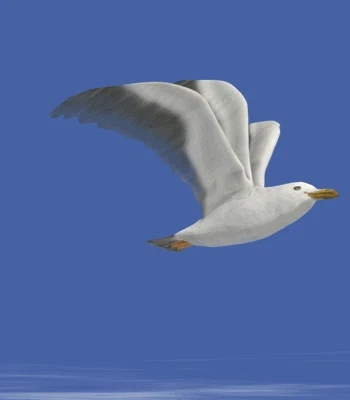 SE4GULL