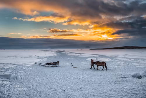 Horse  and Buffaloes