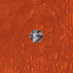 T0811