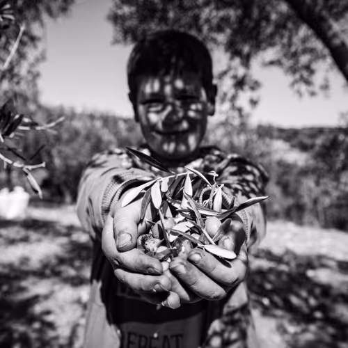 Olive Harvest