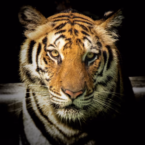 Sypecom Tiger NFTs