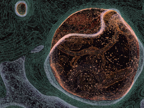 Item #2377115478 Media