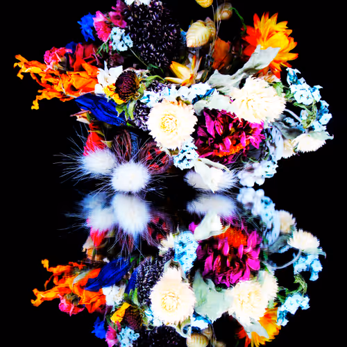 Braincellsinapetridish V2
