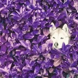 323744108336210961713384897363688005990