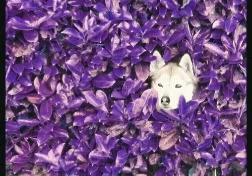 Item #323744108336210961713384897363688005990 Media