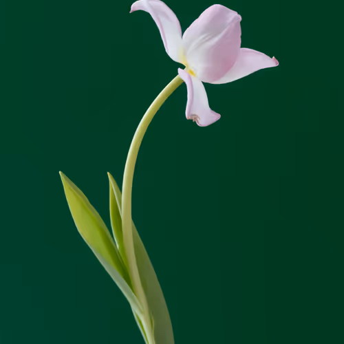 Tulip 1637 [6]