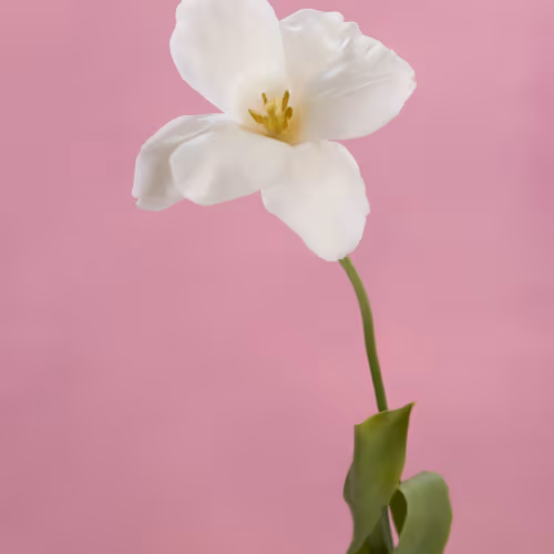 Tulip 1637