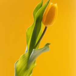 Tulip 1637 [1]