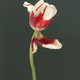 Tulip 1637 [15]