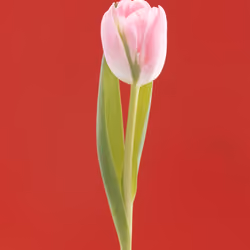 Tulip 1637 [8]